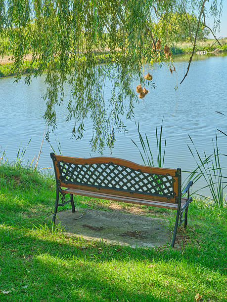istock Peaceful riverside bench under hanging willow branches by a calm lake in Western Cape nature scene, inviting quiet reflection and outdoor enjoyment 2254202943
