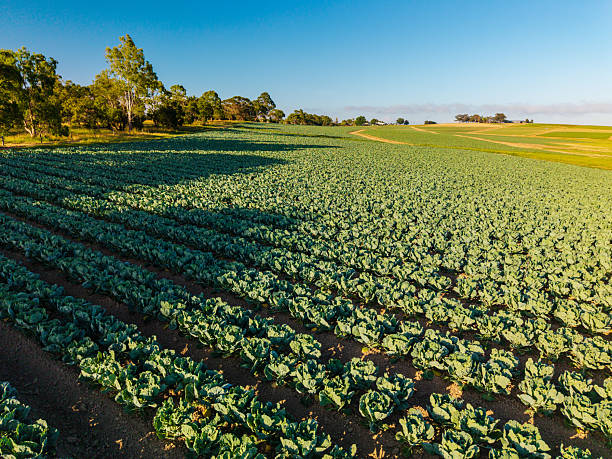 istock Expansive Cabbage Field Bathed in Golden Sunlight Under a Clear Blue Sky at Dawn or Dusk 2254203804