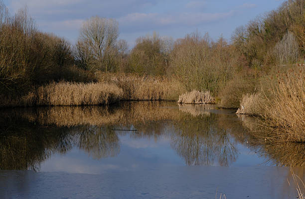 Calm pond surrounded by reeds and leafless trees with clear reflections on the water surface. Peaceful wetland or nature reserve scene captured in natural daylight, with copy space and balanced composition. Suitable for concepts of tranquility, sustainability, environment, water resources, climate, and mental well-being.