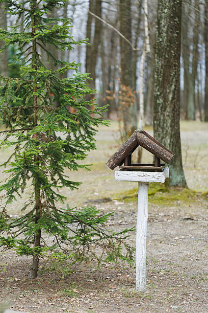 istock Rustic bird feeder stands beneath a tall evergreen tree in a serene forest setting during early spring 2254207214