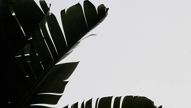 istock CA Camarillo Traveler's Palm Fronds 5 2025 2254207498