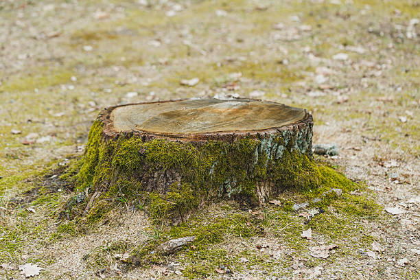 istock Large tree stump covered with green moss in a peaceful outdoor environment during daytime 2254208242