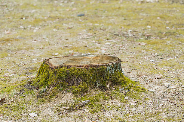 istock Moss-covered tree stump surrounded by soft earth and fallen leaves in a tranquil forest setting 2254208298