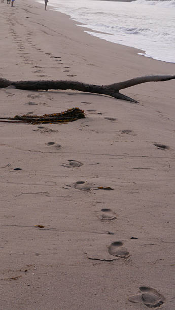 istock CA Ventura Beach Footprints and Driftwood V 2025 2254208928