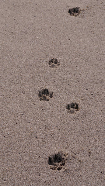 istock CA Ventura Beach Paw Prints in Sand 5 2025 2254208991
