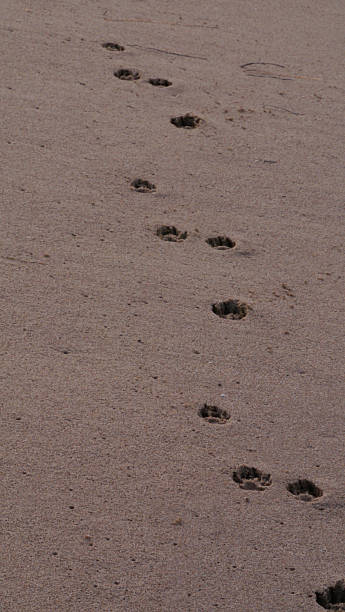 istock CA Ventura Beach Paw Prints in Sand 12 2025 2254208992