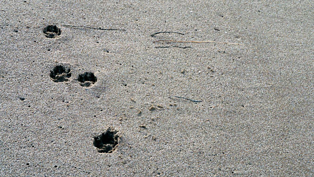 istock CA Ventura Beach Paw Prints in Sand 4 2025 2254208993