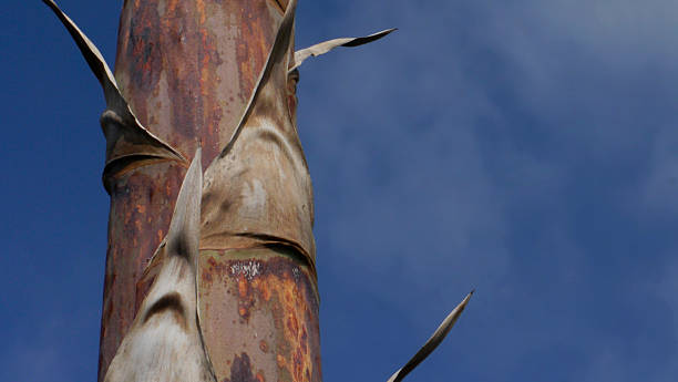 This is a detail of the tall flower stalk, or  mast, of an American Century Cactus. This is the last stage of life, flowering up to thirty feet in the air after decades of growth. The century plant is related, obviously, to the asparagus. California 2025