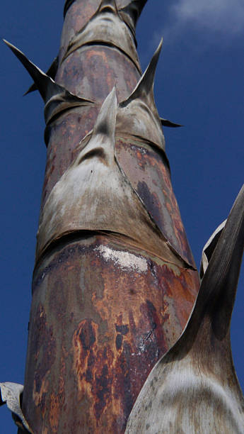 The tall flower stalk, or  mast, and bloom of an American Century Cactus. This is the last stage of life, flowering up to thirty feet in the air after decades of growth. The century plant is related, obviously, to the asparagus. California 2025