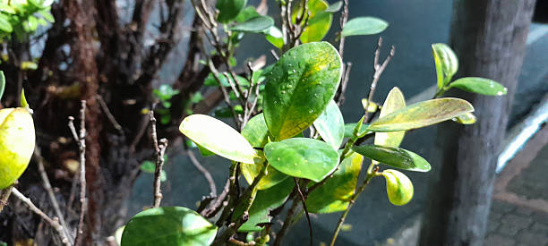 istock Close-up of green leaves illuminated epically by artificial light at night covered with raindrops 2254209848