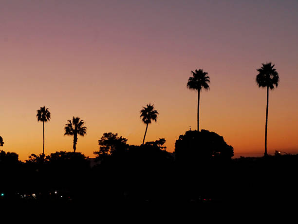 Lining parts of the coast in magical Ventura are these five California Fan Palms. They're enjoying the sunrise as they do every morning. 2025