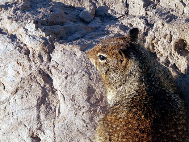 Masters of camoflage these beach-living squirrels are almost invisible until they move or squeak. This one just woke up. Needs coffee. Ventura, CA 2025