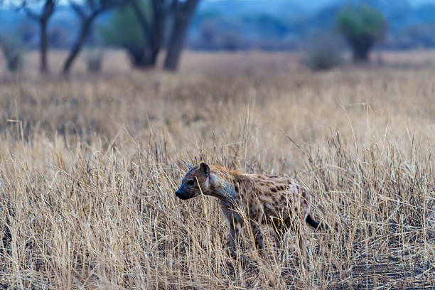 Spotted hyena (Crocuta crocuta )  stalking with blood on it's face and coat in dry grass on plains in Tarangire National Park Tanzania.