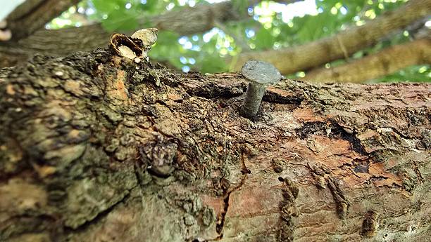 A rusty nail is embedded in rough tree bark, with blurred branches and green leaves in the background.