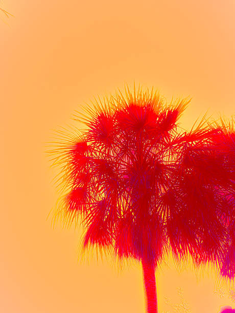 Santa hat closeup on a palm leaf. Christmas Holidays concept.