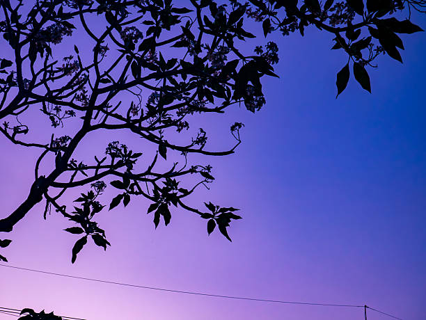 Tree Branches Purple Blue Sky: Silhouette Sunset Twilight Dramatic Colorful Background Nature Evening