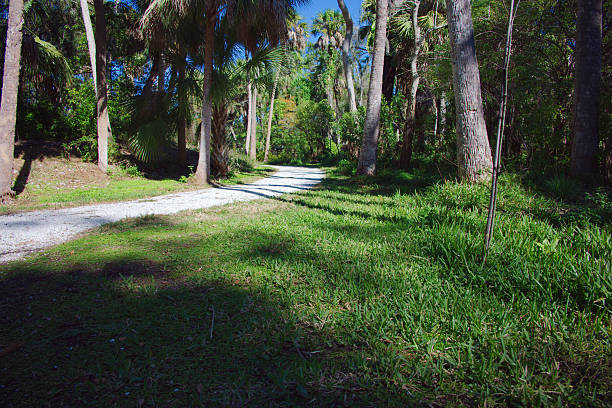 istock Sunlit Forest Path Through Tall Trees With Green Grass and Palm Canopy Abercrombie Park in  St. Petersburg, FL 2254215265