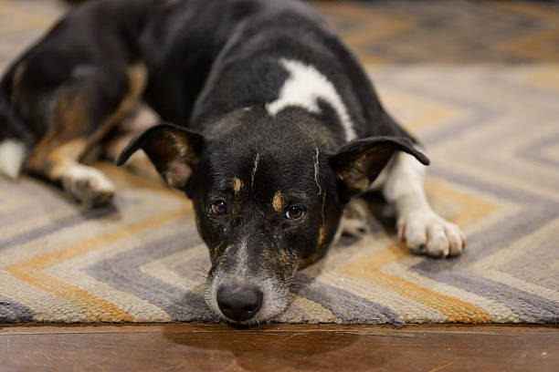 istock Black and White Dog on a Rug Indoors 2254216127