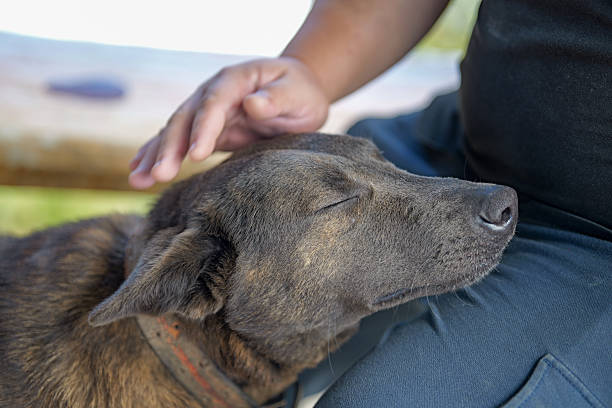 A brindle dog rests peacefully with its eyes closed while leaning on a person's leg.