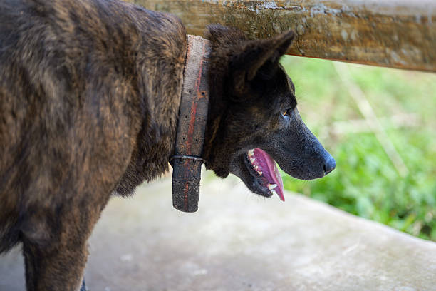 istock Dog Relaxing While Looking Out at Nature 2254216207