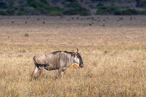 istock The blue wildebeest, also called the common wildebeest, Connochaetes taurinus 2254216251