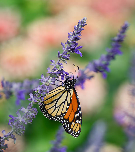 istock Monarch butterfly feeding on Salvia flowers 2254216264