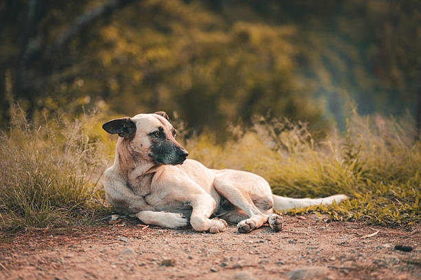 A light brown dog rests peacefully on the ground in a natural outdoor setting with soft, green scenery in the background.