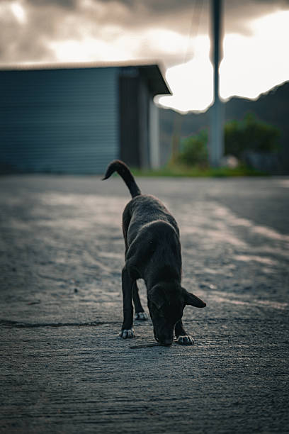 istock Black Puppy Picking Up a Stick on the Road 2254216433