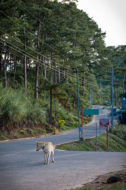 istock Dog Walking on Quiet Rural Road in Sagada 2254216481