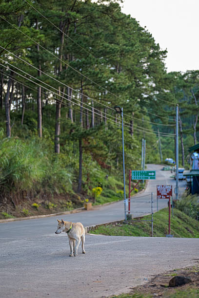 istock Dog Walking on Quiet Rural Road in Sagada 2254216486