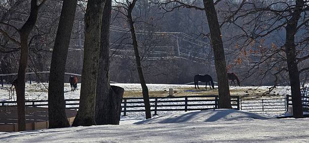 Horses & a donkey on a snow covered field