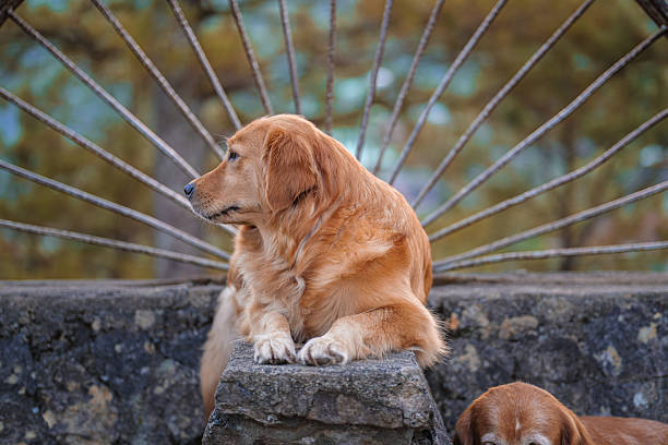 Calm golden retriever dog lying on a stone wall outdoors with soft natural background.