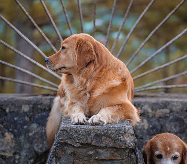 istock Golden Retriever Resting Outdoors on Stone Wall 2254216583