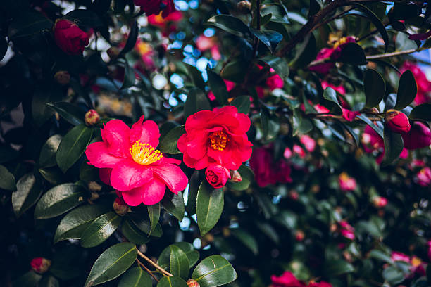 Vibrant red camellia flowers blooming among glossy green leaves. The shallow depth of field highlights the blossoms while softly blurring the background, creating a rich and elegant natural scene. Ideal for themes such as nature, seasonal beauty, Japanese gardens, spring, and floral backgrounds.
