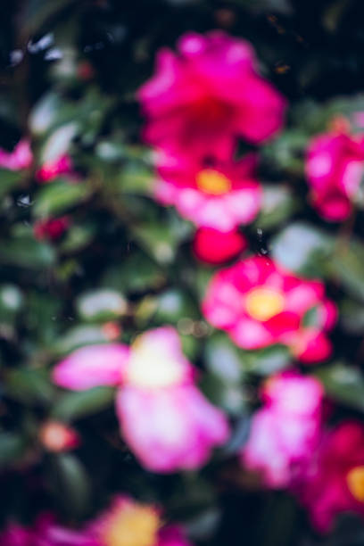 Softly blurred pink flowers forming an abstract floral background. The shallow focus and vibrant colors create a dreamy and atmospheric image, ideal for use as a background or visual texture. Suitable for themes such as romance, spring, nature, emotions, and artistic design.