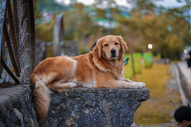 istock Golden Retriever Resting Outdoors on Stone Wall 2254216641