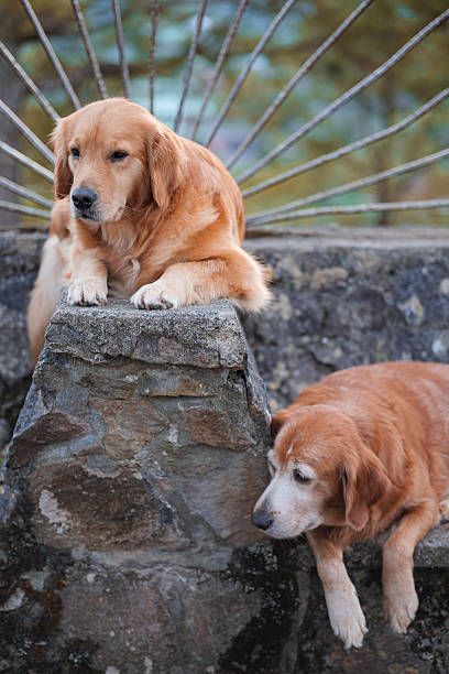 Two golden retrievers resting on a stone bench  one younger and one older.
