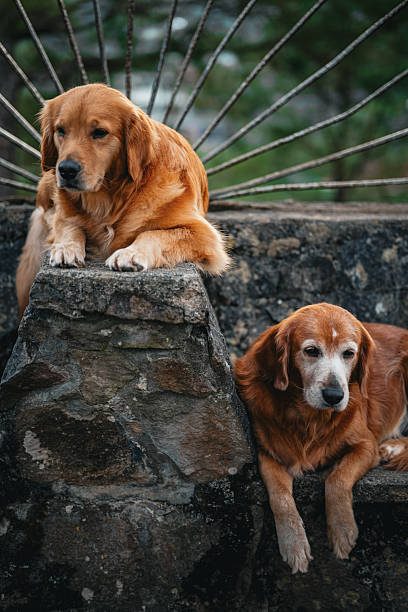 istock Golden Retrievers Resting Together Outdoors on Stone Bench 2254216695