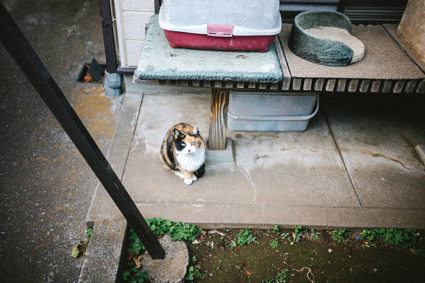 A calico cat sitting calmly in a quiet residential yard in Japan, surrounded by everyday household items. The scene captures the coexistence of urban life and animals, expressing themes of routine, territory, solitude, and gentle watchfulness.