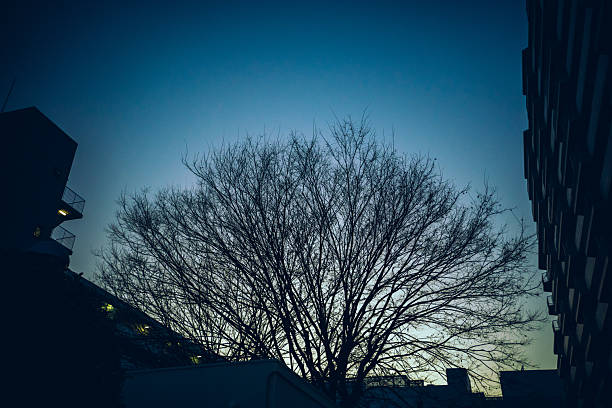 Silhouetted trees standing against a calm evening sky. The fading light and quiet composition express stillness, the passage of time, and a peaceful transition from day to night.