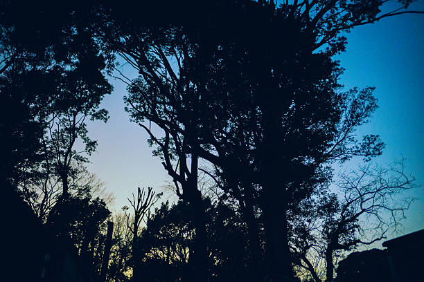 Silhouetted trees standing against a calm evening sky. The fading light and quiet composition express stillness, the passage of time, and a peaceful transition from day to night.