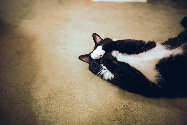 A relaxed tuxedo cat lying on the floor with its paws covering its face. The calm, intimate moment conveys comfort, rest, and emotional relief, making the image ideal for themes of relaxation, self-care, mental health, and quiet time at home.