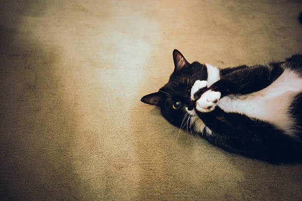 A relaxed tuxedo cat lying on the floor and winking playfully at the camera. The casual pose and gentle expression convey comfort, trust, and a lighthearted mood, making the image suitable for themes of relaxation, happiness, pet companionship, and everyday life at home.
