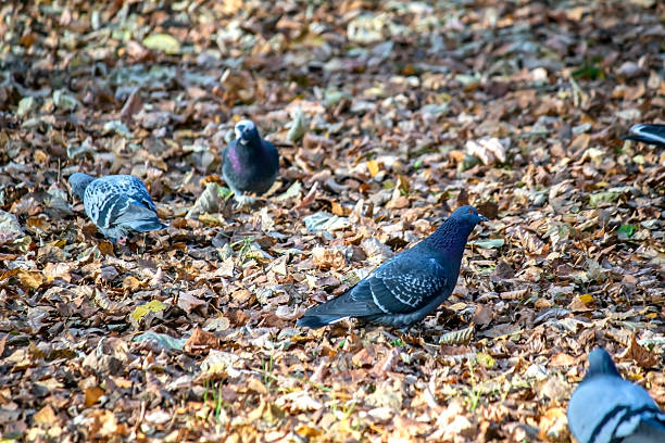 Pigeons walk among the yellow fallen leaves in the park on an autumn day