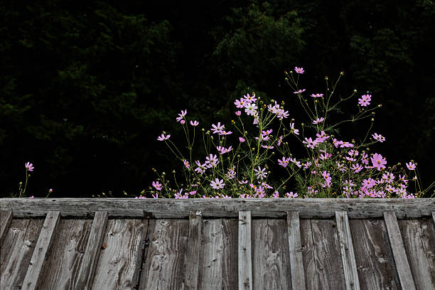 Cosmos seen through an old roof
