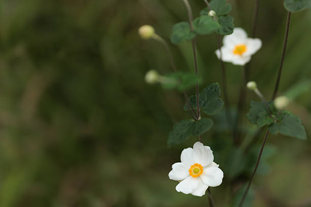 White Japanese anemone among greenery