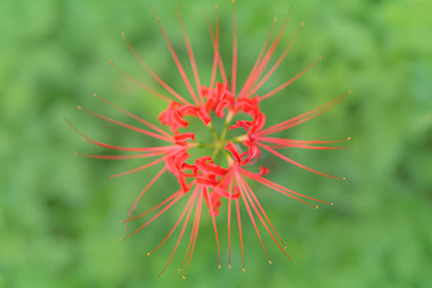 Cluster amaryllis that stand out against the greenery