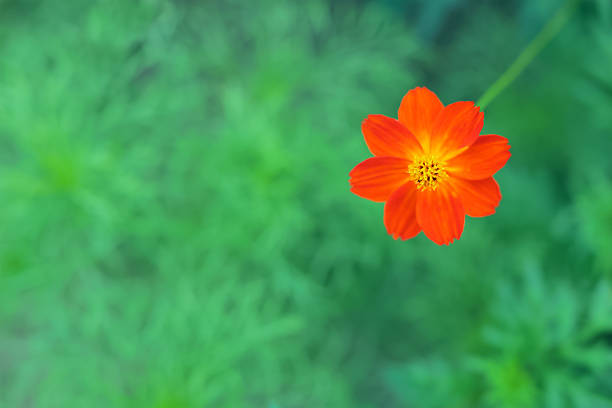 Cosmos that stand out among the greenery