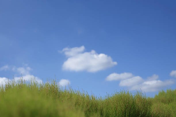 Kochia under the blue s