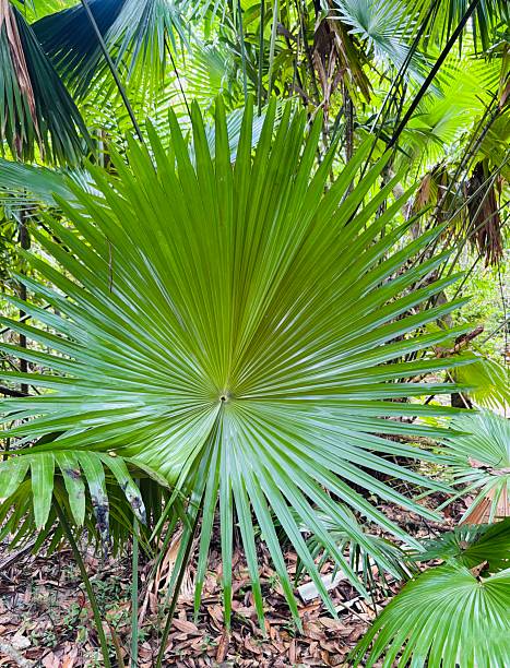 istock Jungle foliage Thailand 2254219504